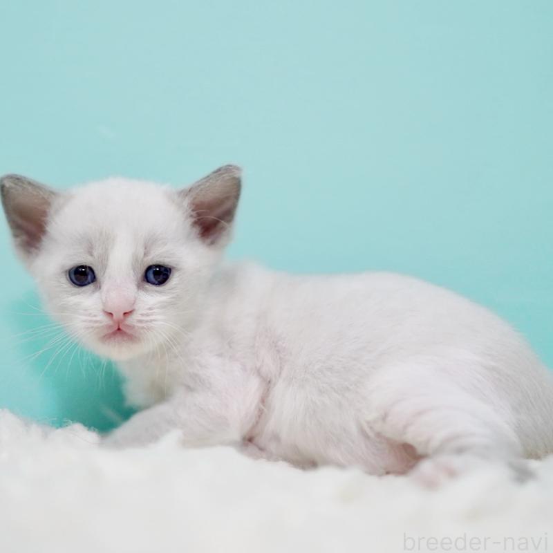 販売中の東京都のラグドール-135223の2枚目