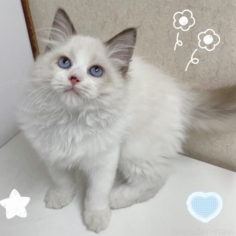 販売中の東京都のラグドール-133311