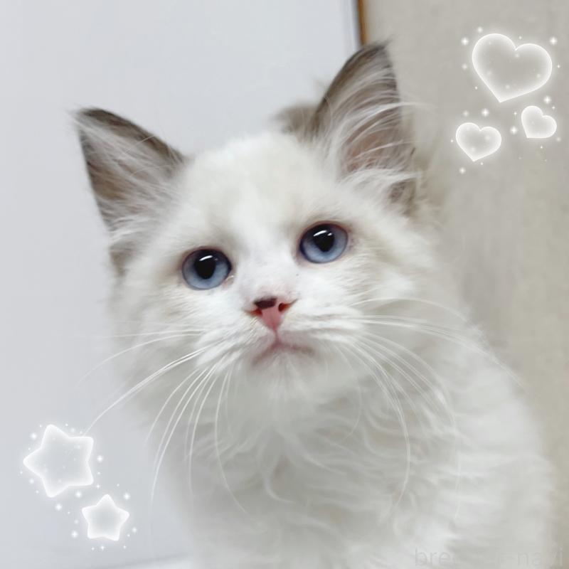 販売中の東京都のラグドール-133311の5枚目