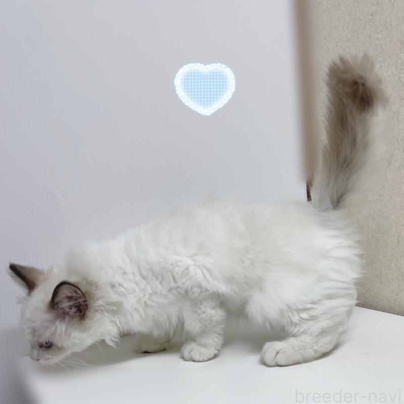 販売中の東京都のラグドール-133311の4枚目