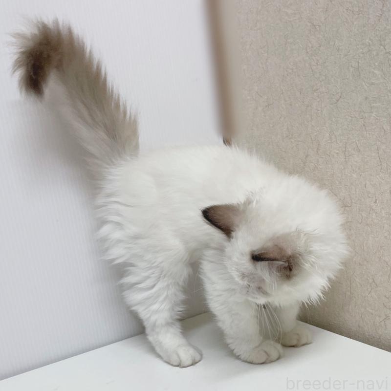 販売中の東京都のラグドール-133311の3枚目