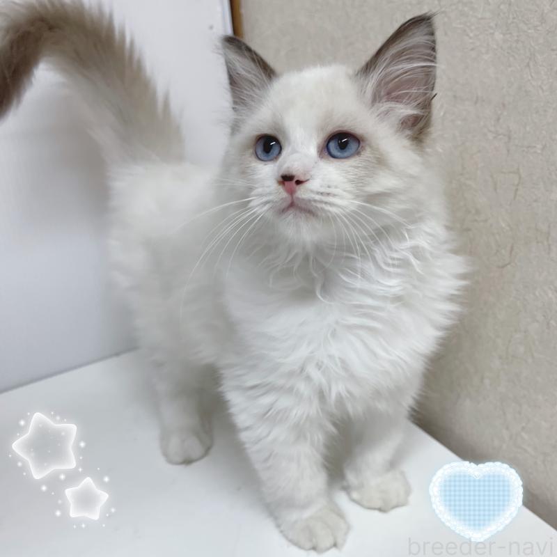 販売中の東京都のラグドール-133311の2枚目