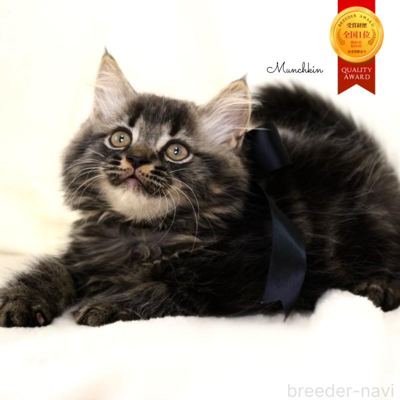 商談中の栃木県のマンチカン-133322