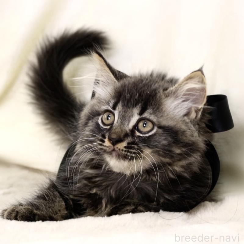 商談中の栃木県のマンチカン-133322の9枚目