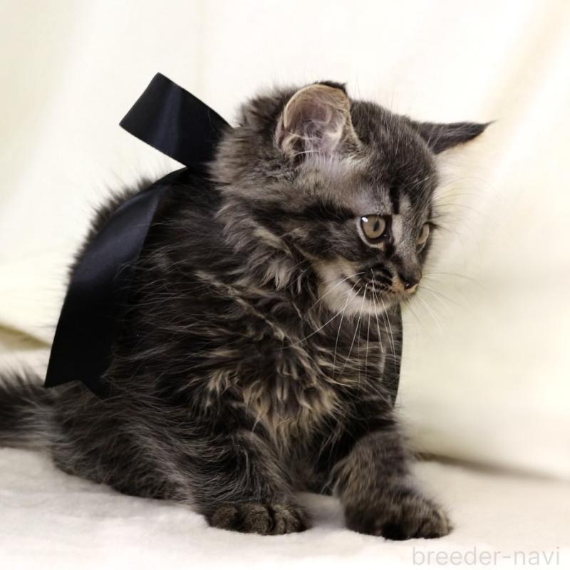 商談中の栃木県のマンチカン-133322の8枚目