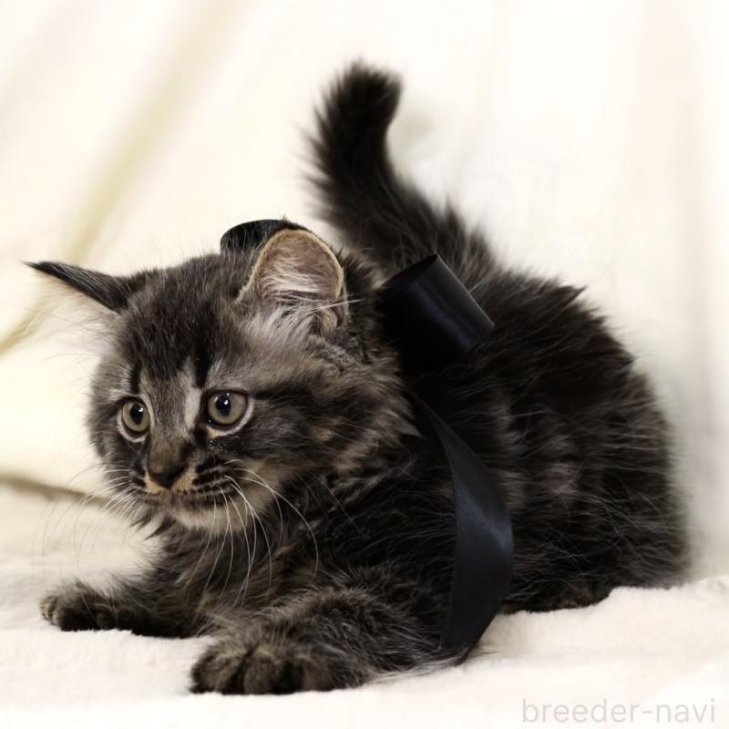 商談中の栃木県のマンチカン-133322の7枚目