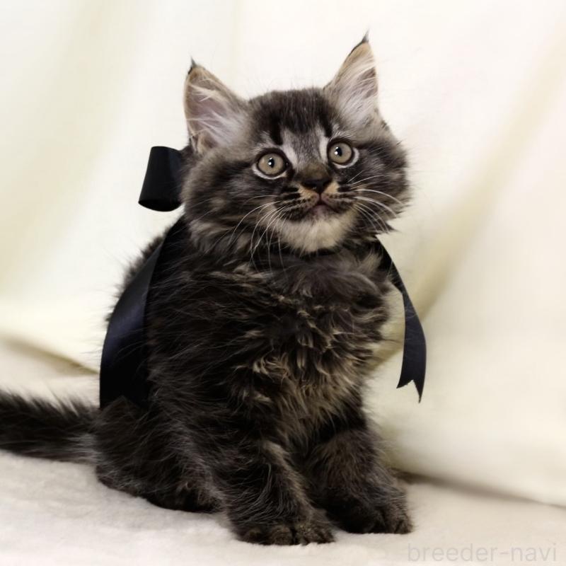 商談中の栃木県のマンチカン-133322の6枚目