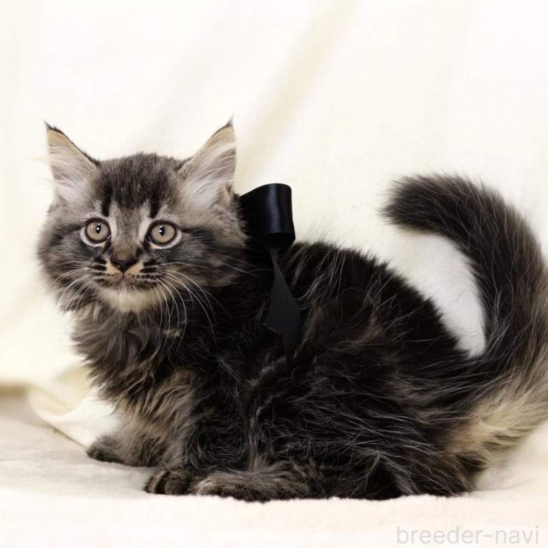 商談中の栃木県のマンチカン-133322の5枚目