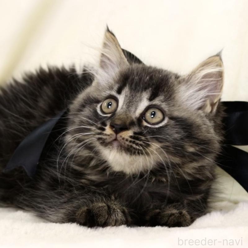 商談中の栃木県のマンチカン-133322の4枚目