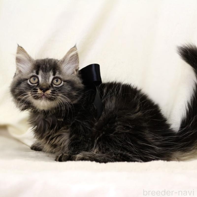 商談中の栃木県のマンチカン-133322の3枚目