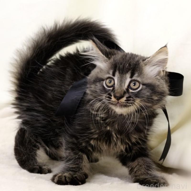 商談中の栃木県のマンチカン-133322の2枚目