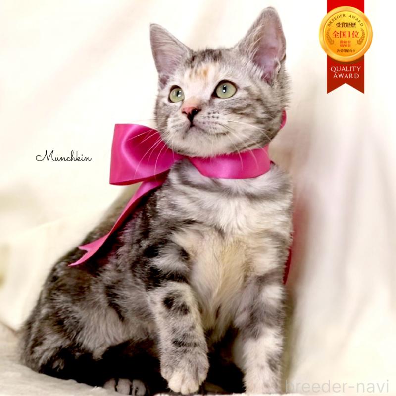 販売中の栃木県のマンチカン-134359