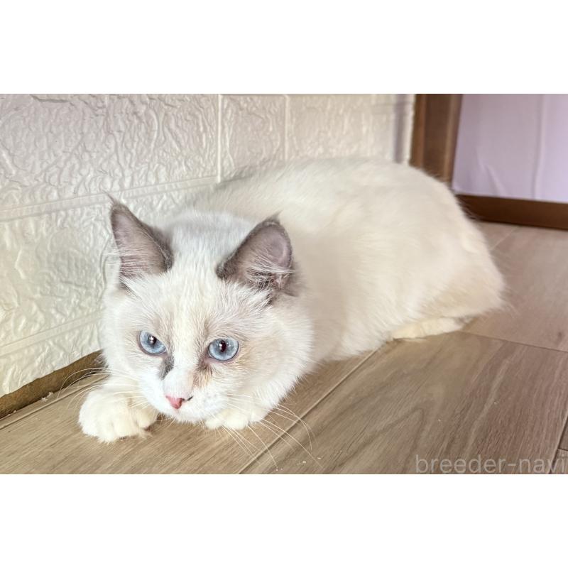 成約済の千葉県のラグドール-134273の6枚目