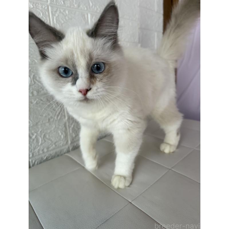 成約済の千葉県のラグドール-134273の5枚目