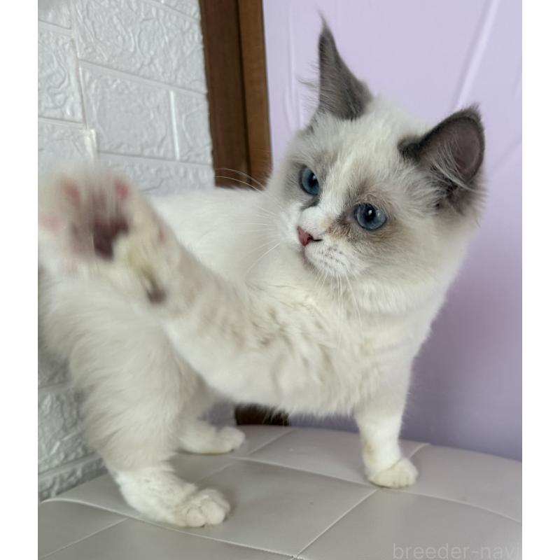 成約済の千葉県のラグドール-134273の3枚目