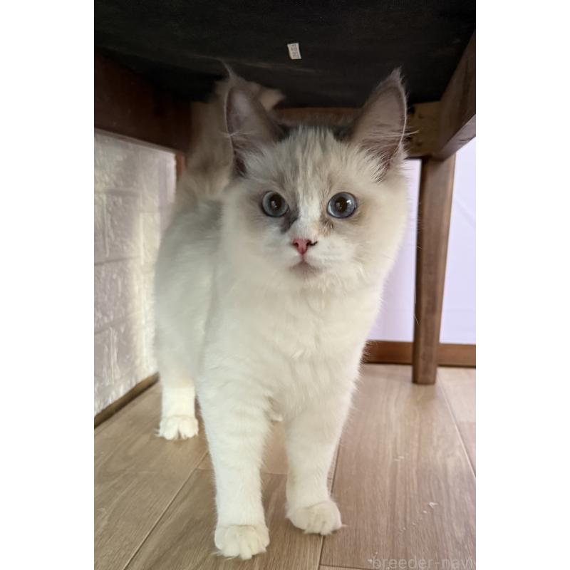 成約済の千葉県のラグドール-134273の2枚目