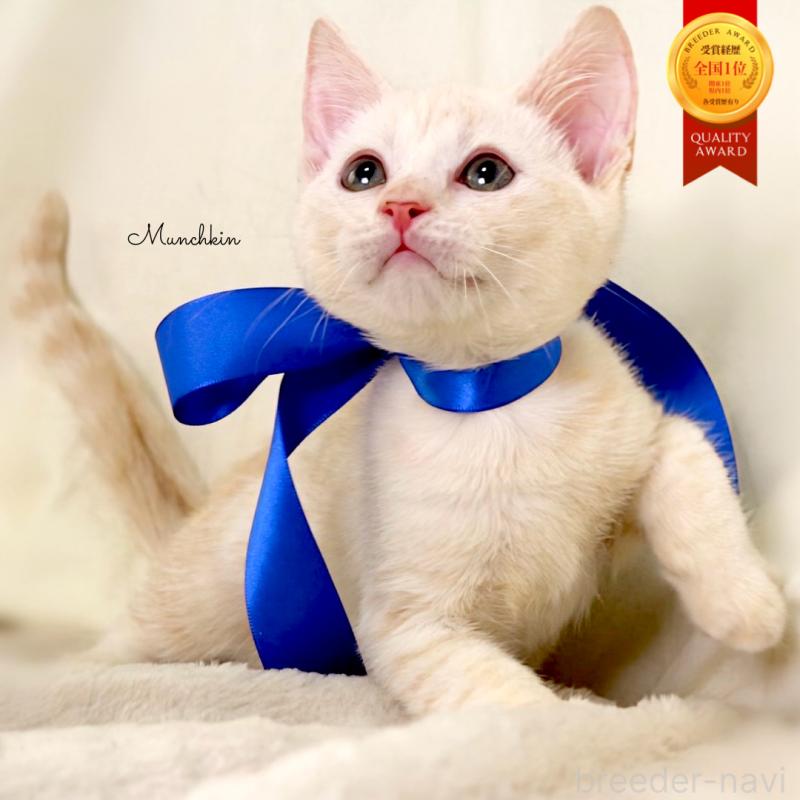 販売中の栃木県のマンチカン-132975の1枚目