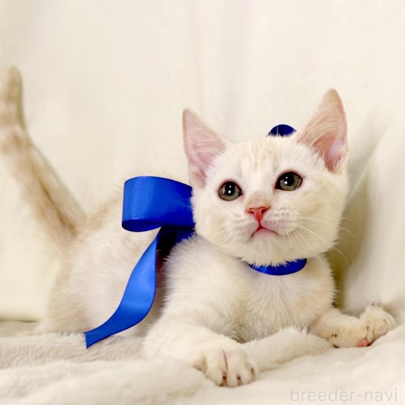 販売中の栃木県のマンチカン-132975の10枚目