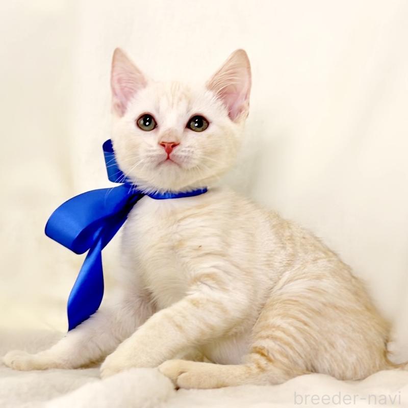 販売中の栃木県のマンチカン-132975の9枚目