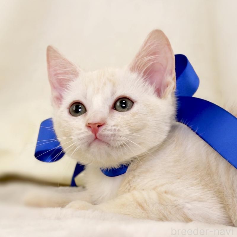 販売中の栃木県のマンチカン-132975の8枚目