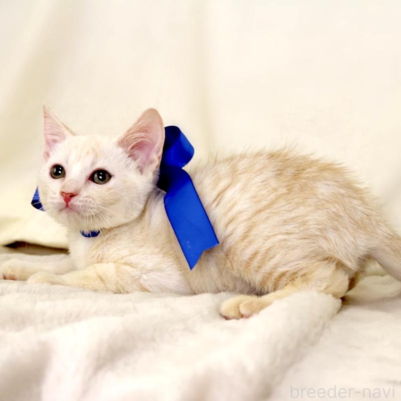 販売中の栃木県のマンチカン-132975の7枚目