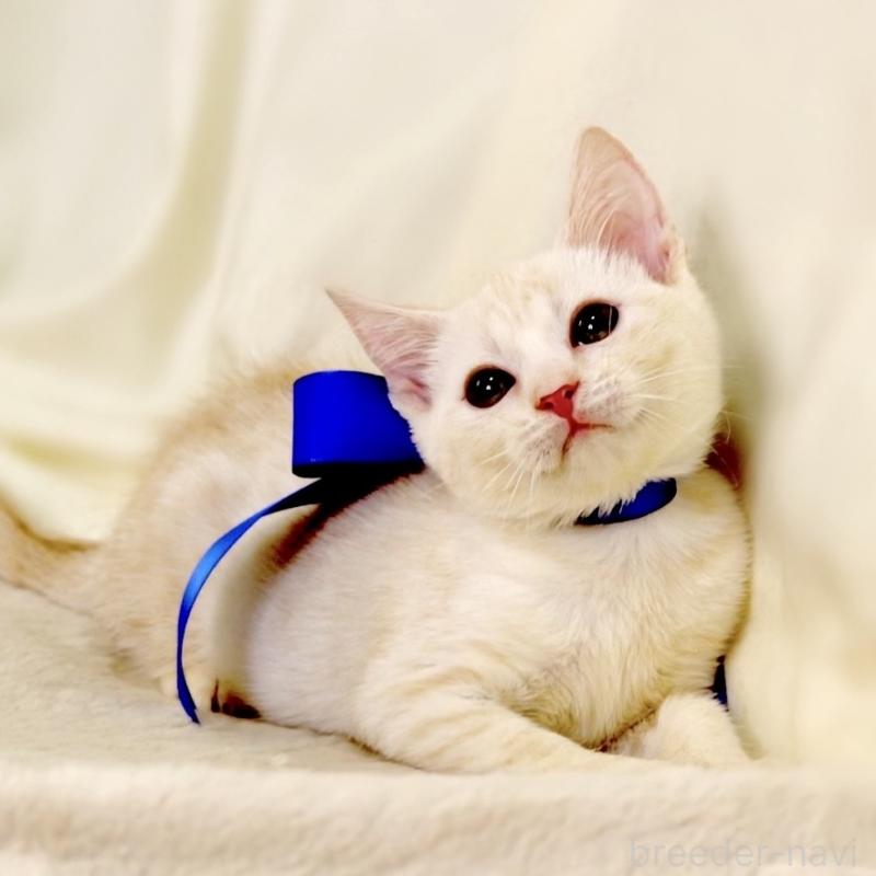 販売中の栃木県のマンチカン-132975の6枚目