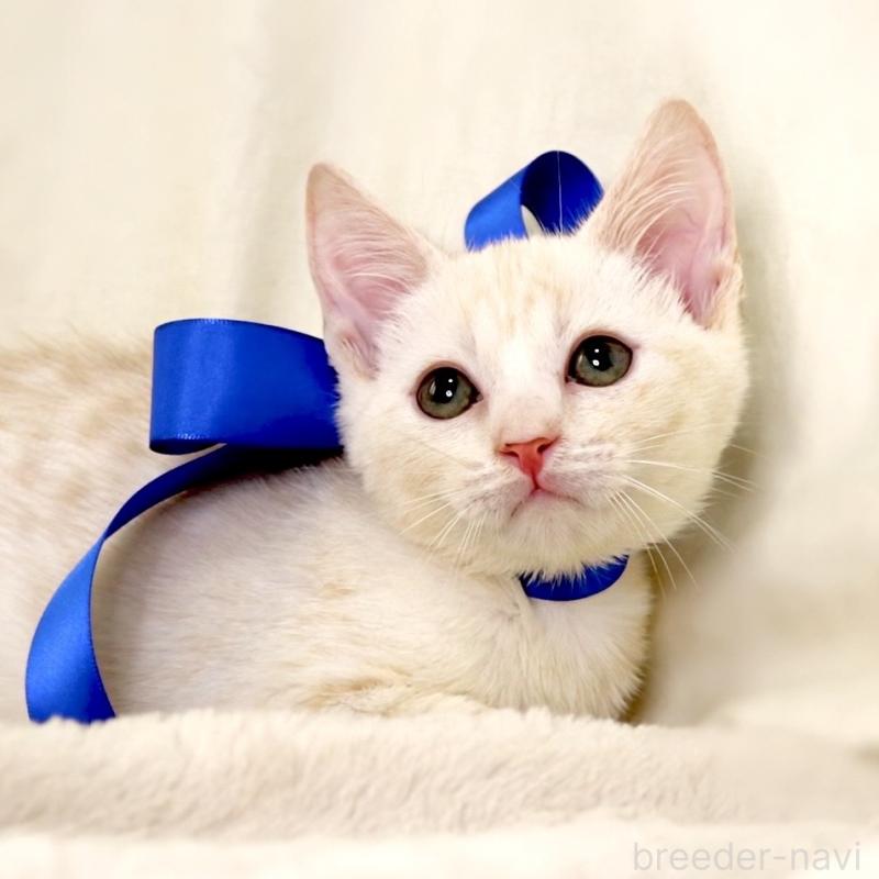 販売中の栃木県のマンチカン-132975の5枚目