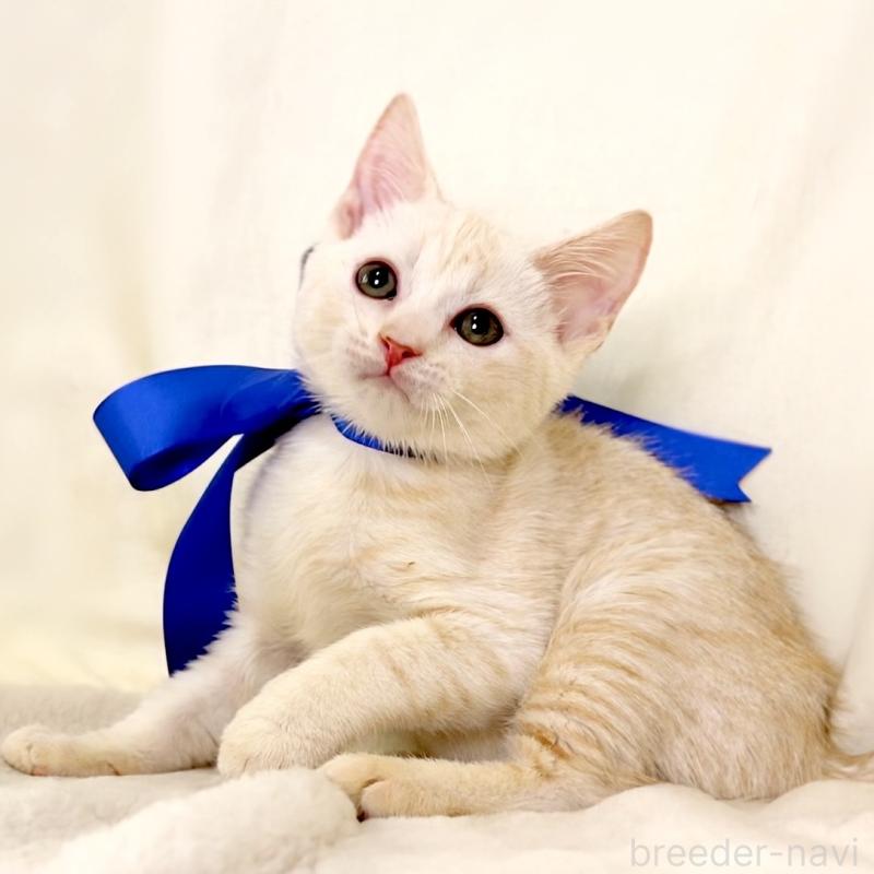 販売中の栃木県のマンチカン-132975の4枚目