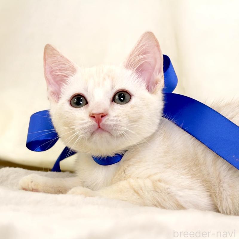 販売中の栃木県のマンチカン-132975の3枚目