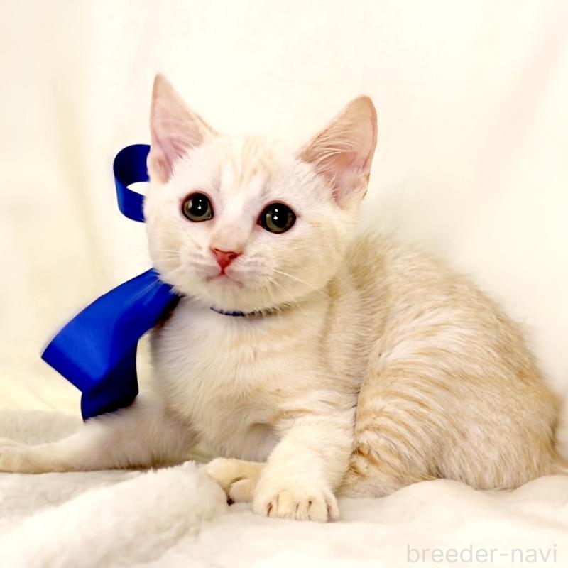 販売中の栃木県のマンチカン-132975の2枚目