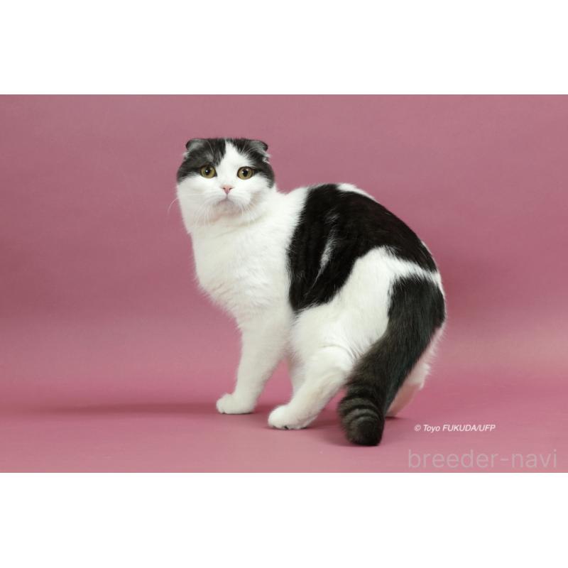 ナナオちゃん1枚目