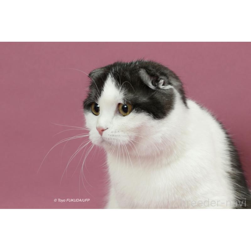 ナナオちゃん1枚目