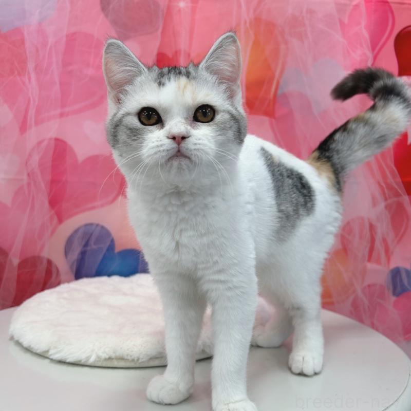 販売中の広島県のスコティッシュフォールド-127635の3枚目