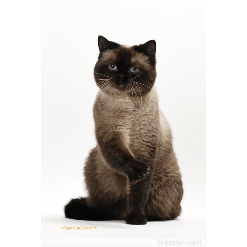 チャールくん1枚目