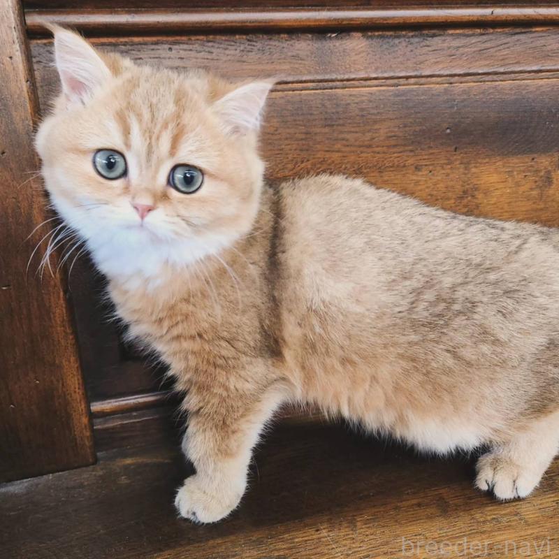 販売中の大阪府のブリティッシュショートヘア-129989の4枚目