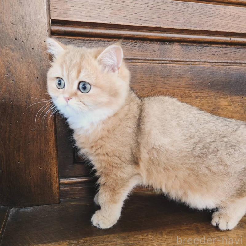 販売中の大阪府のブリティッシュショートヘア-129989の3枚目