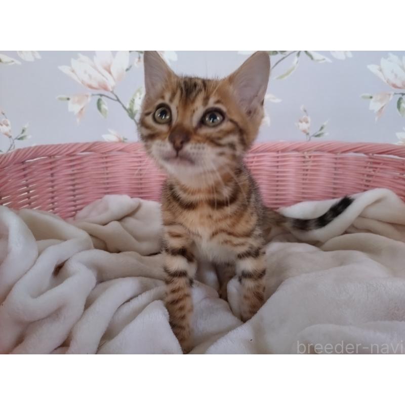 販売中の大阪府のベンガル-133361の6枚目