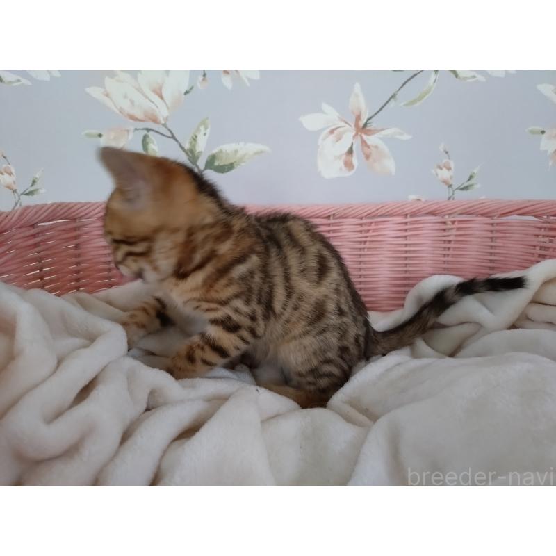 販売中の大阪府のベンガル-133361の5枚目