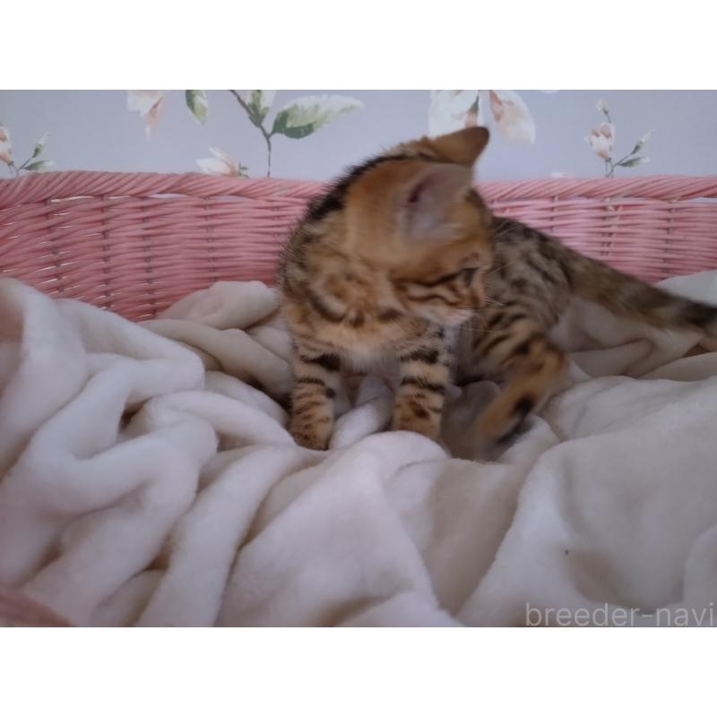 販売中の大阪府のベンガル-133361の4枚目