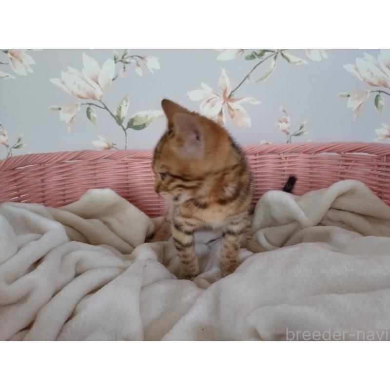 販売中の大阪府のベンガル-133361の3枚目