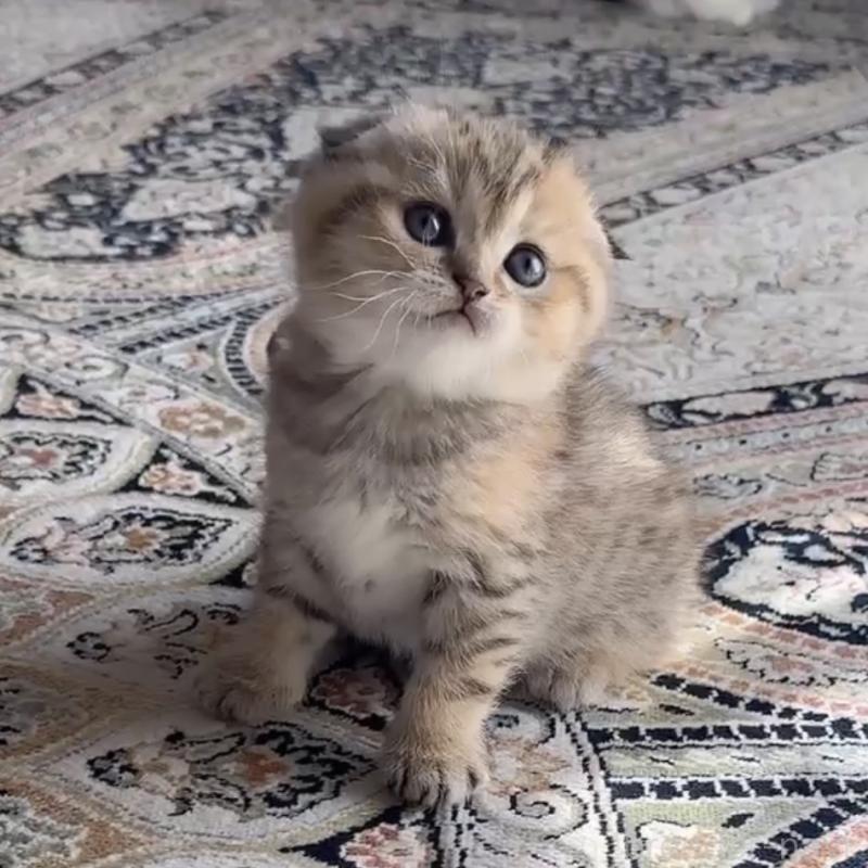 販売中の福岡県のスコティッシュフォールド-134632