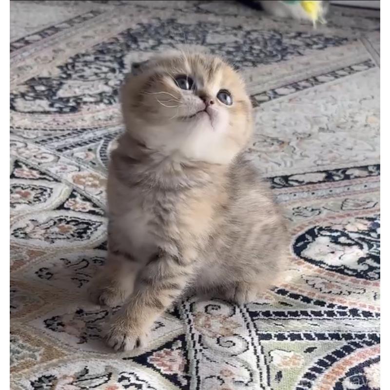 成約済の福岡県のスコティッシュフォールド-134632の2枚目