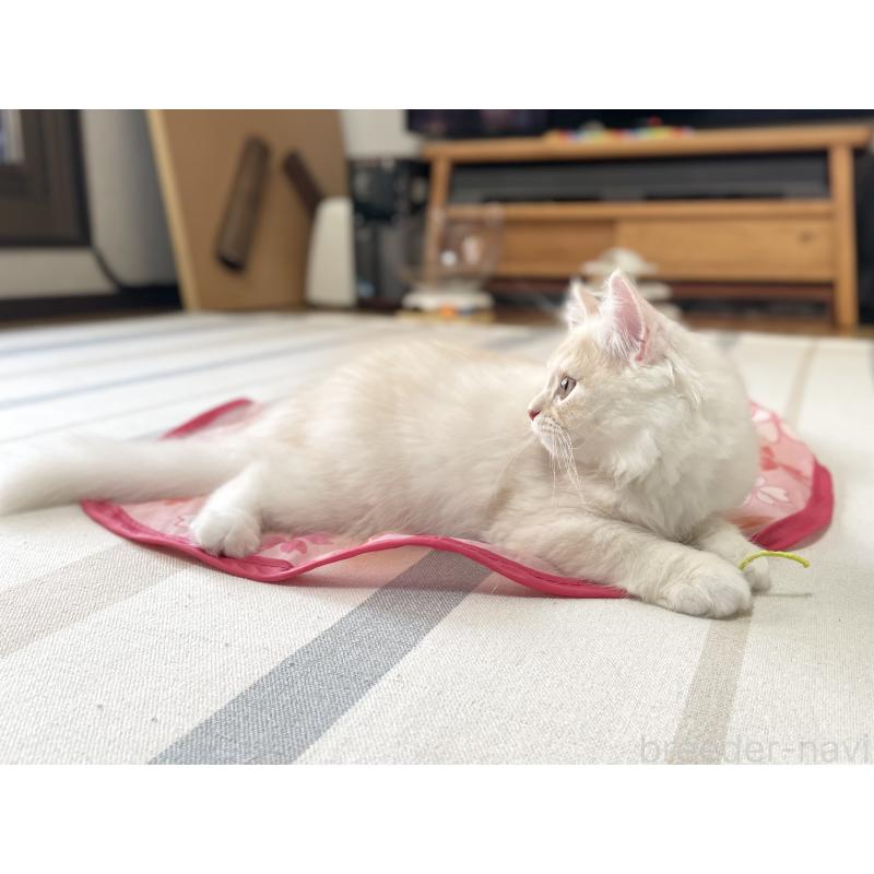 成約済の愛知県のミヌエット-130140の15枚目