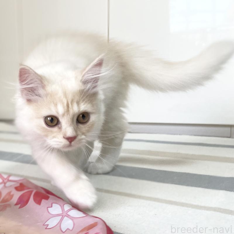 成約済の愛知県のミヌエット-130140の14枚目