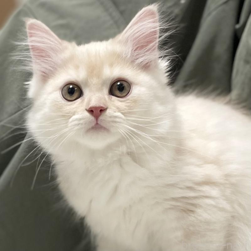 成約済の愛知県のミヌエット-130140の13枚目