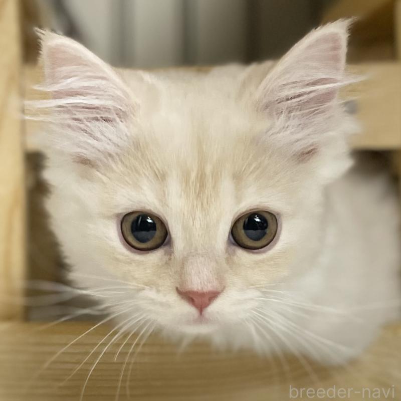 成約済の愛知県のミヌエット-130140の12枚目