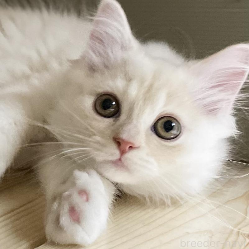 成約済の愛知県のミヌエット-130140の11枚目