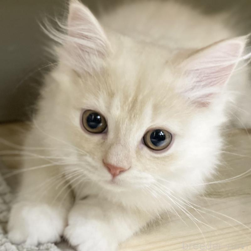 成約済の愛知県のミヌエット-130140の10枚目