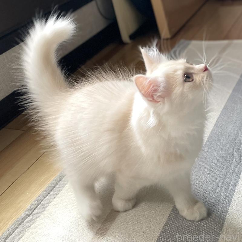 成約済の愛知県のミヌエット-130140の9枚目