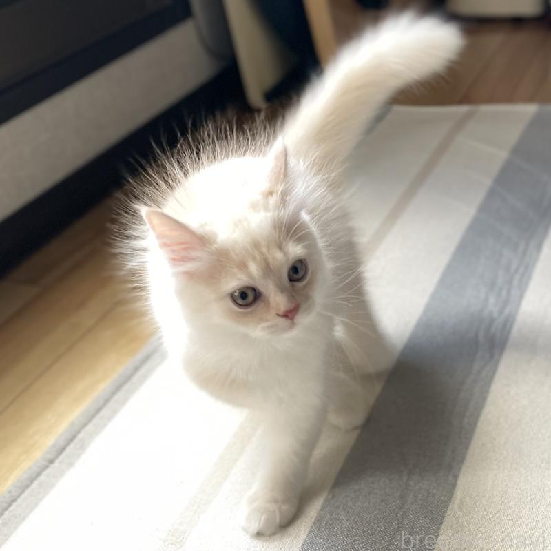 成約済の愛知県のミヌエット-130140の8枚目